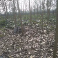 علف تراشی|خدمات باغبانی و درختکاری|لولمان, |دیوار