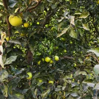 کارشناس رشد تناژ و تغذیه خاک|خدمات باغبانی و درختکاری|صدرا-فارس, فاز ۲|دیوار