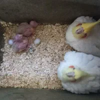 عروس هلندی لوتینو با جوجه