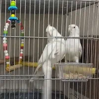 البینو مولد تضمینی|پرنده|ورامین, شهرک مدرس|دیوار