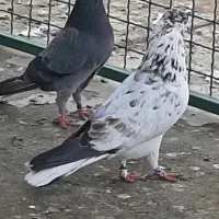 کفتر نر دسپر قوچی|پرنده|تهران, شهرک فردوس (حسینی)|دیوار