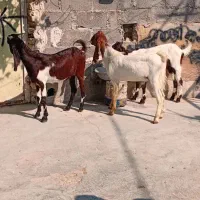 حیوانات به فروش میرسددونه ای ۱۵میلیون|حیوانات مزرعه|گله دار, |دیوار