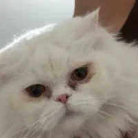 گمشده ده میلیون تومان مژدگانی