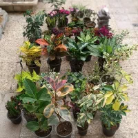 روز مادر گل ببر|گل و گیاه طبیعی|قم, زاد|دیوار