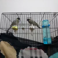 سره گلبسر قناری