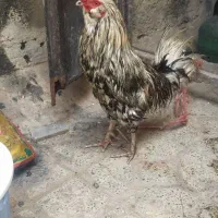 خروس گلین|حیوانات مزرعه|محمدیه-قزوین, |دیوار