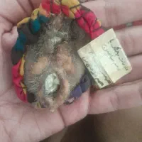 سنگ هفتخال قیمتی اصل