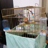 طوطی(کوتوله )|پرنده|سهند, |دیوار