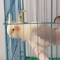 گمشده عروس هلندی