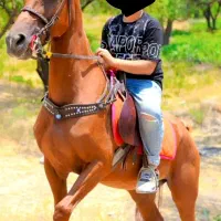 مادیان و کره