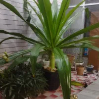 گل ذرتی زیبا،وسبز|گل و گیاه طبیعی|اقلید, |دیوار