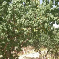 باغ فروشی|فروش زمین و ملک کلنگی|رباط‌کریم, رباط‌کریم|دیوار