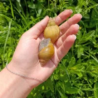 پک اقتصادی ۱۰تایی حلزون آلبینو