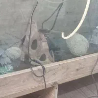 آکواریوم بزرگ باتمام. سایل|ماهی|باوی, |دیوار