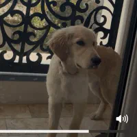 توله سگ گلدن رتریور اصل اصل