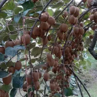 اکیب ۱۵نفره دارم