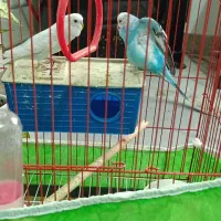 دو عدد مرغ عشق نر رنگین کمانی