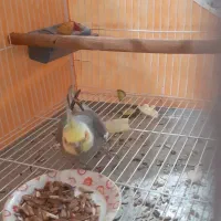 عروس هلندی دستی