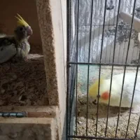 عروس هلندی|پرنده|آبپخش, |دیوار