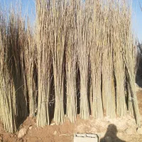 صنوبر نیگرا ترکیه|خدمات باغبانی و درختکاری|خلخال, |دیوار