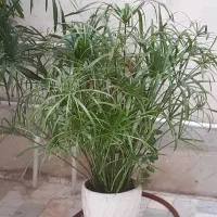 نخل مرداب