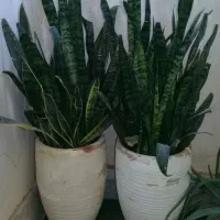 گلو گیاه