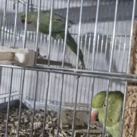 جفت ملنگو|پرنده|خمینی‌شهر, |دیوار