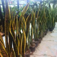 سانسوریا شمشیری سبز و ابلق و کراواتی