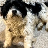 واگذاری سگ شیتزو به قیمت مناسب