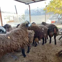 بره نر پروار شده|حیوانات مزرعه|نورآباد ممسنی, |دیوار