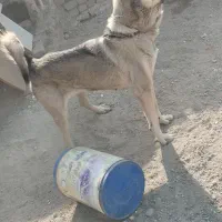 سگ پژدر سرابی