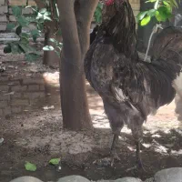 خروس گلین