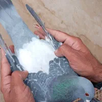 کبوتر پلاکی|پرنده|حبیب آباد, |دیوار