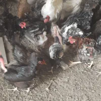 چندعددمرغ وخروس فرفری وساده درروستای گرگر|حیوانات مزرعه|چمران, |دیوار