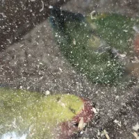 مولد طوطی برزیلی بالغ