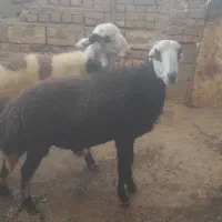 قیمت ۳۵ملیون