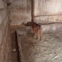 یک عددبزماده آبستن نگه داری|حیوانات مزرعه|خواجه, |دیوار