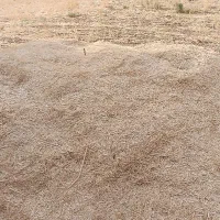 فروش کاه گندم درجه یک هم گوسفندی هم گاوی