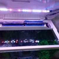 آکواریوم ماهیران ۳۰×۴۳×۶۰|ماهی|اهواز, بهارستان|دیوار