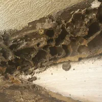 سمپاشی سوسک موریانه سم پاشی ساس با مجوز رسمی|خدمات نظافت|نجف‌آباد, منتظری شمالی|دیوار