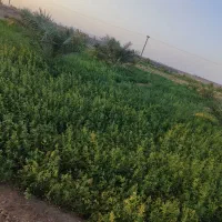 علف عجاره ای رستم اباد