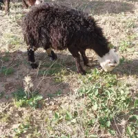 قوچ|حیوانات مزرعه|بروجرد, |دیوار