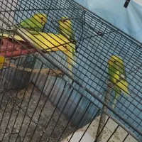 مرغ عشق|پرنده|اراک, |دیوار