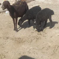 میش افشاری دوقلوزا