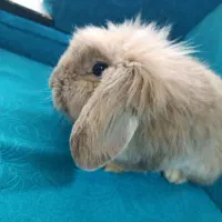 خرگوش لوپ اصیل|موش و خرگوش|تربت جام, فاز ۱ فرهنگیان|دیوار