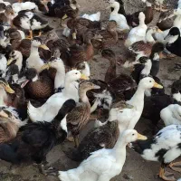 اردک نیمچه پکنی|حیوانات مزرعه|رشت, احمد گوراب|دیوار