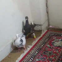 یهودی قهوای ابلق سبز گلدمن ُسبز