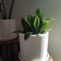 گل طبیعی زامیفولیا و سانسوریا|گل و گیاه طبیعی|شیراز, رکنآباد|دیوار