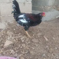 خروس جوان گلین