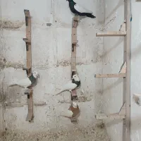 ماده طوقی